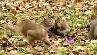 My god..! A heroine April monkey protects babies Vixen & Venus, She th-reats Rose not disturb their