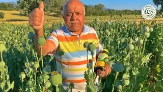 Sıtkı Beyin Haşhaşları Plantipell ile Tam Verimlilik Sağladı | Kızılcasöğüt | Uşak