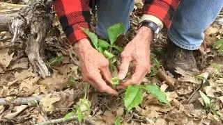 Jack in the Pulpit with Boot Boutwell