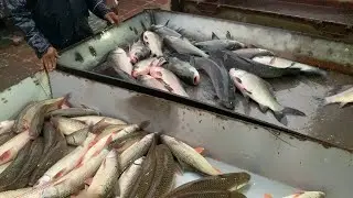 wow big big size Katla & Rouifish selling live skills by expert fish cutter in Fishmarket 