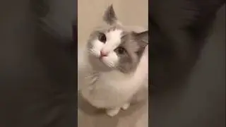 Kitty meowing to attract cats