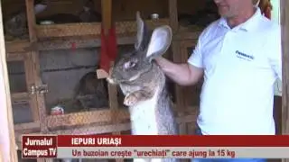 IEPURI URIASI