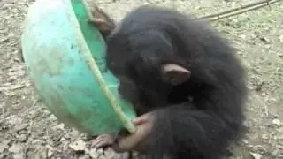Baby Chimpanzees Playing