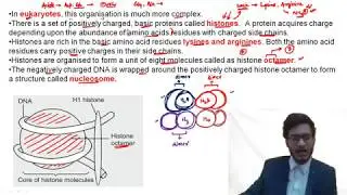 L7: Packaging of DNA Helix & Beads-String Model by Vipin Sharma