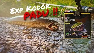 Exp Kodok memang PADU | Strike Haruan Curut | Vlog 25