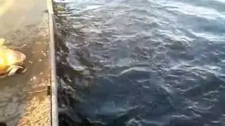 The Fish Rider