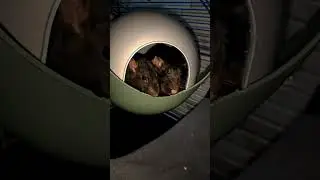 Вместе вкуснее 🤗 #крыса #реки #рекомендации #тренд #животные #друзья #rat #ratlove #animals #милота