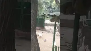 Facts about ducks