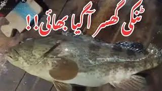 Monster Grouper Fish Caught| Fishing in Karachi | fishing vlog from arg | arg fishing |