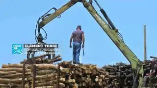 &Eacute;l&eacute;ment Terre au Portugal&nbsp;: l&rsquo;eucalyptus met le feu aux poudres