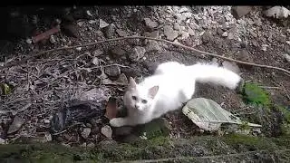 Kucing Putih Bloon Lagi Main Di Sawah Guys #pecintakucing #kucingindonesia