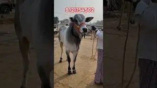 9121154502 top quality milk teeth ongole bull for sale in kodada #ongolebulls