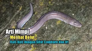Arti Mimpi Melihat Belut, Hati-hati dengan Sifat Cemburu dan Iri