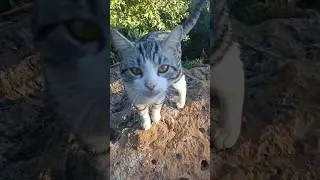stray #cats Konyaaltı beach #catlover #catvideos #catshorts #funnycats