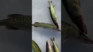 Pickerel bite was on!! Fire day Ice Fishing CT #icefishing #fishing #ctfishing