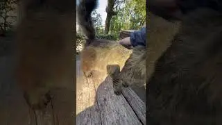 キジモフちゃん「抱っこはイヤにゃー」　　#straycat #CatVideo #Japan #Kitten #tabbycat