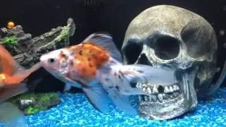 MERRY CHRISTMAS! Tanks Update: Goldfish, Goldfish Fry and Tropical Tanks!
