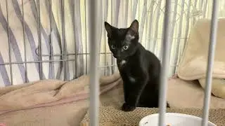 目黒入院【保護猫ハウス日記】
