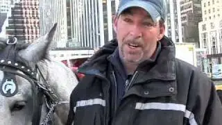 Animal Rights Advocates Call for Ban on Horse-Drawn Carriage Rides in New York