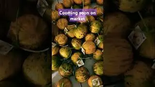 Kingshow melon#petani #gardening #petanimelon #garden #buah #agriculture #farming #farmer #melon