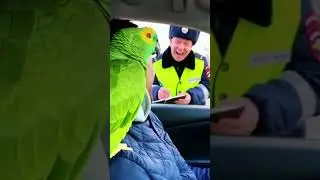Попугай договорился с Гаишником!👮&zwj;♂️🦜 #приколы #parrot #попугай #funny