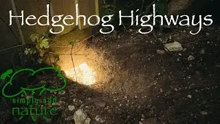 Creating a Hedgehog Highway #hedgehog