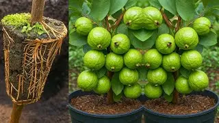 🌿How to Air Layering Guava Tree |Growing Guava from Cutting | New techniques and Easiest Method