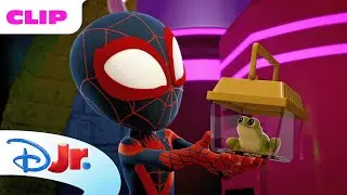 Team Spidey&rsquo;s Epic Pet Frog Rescue! 🐸 | Marvel's Spidey and his Amazing Friends | @disneyjr