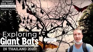 Meet the World biggest GIANT BATS IN THAILAND! Golden-Crowned Flying Fox | Traveling on the Go