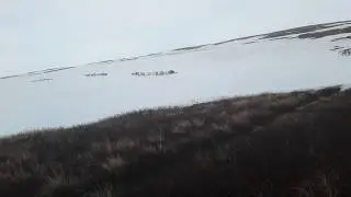 Яр-Сале тундра(весна)