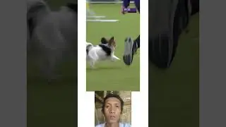 Fast & Fabulous: Gabby the Papillon's Amazing Speed Challenge #Gabbythepapillon #dogshow #shorts