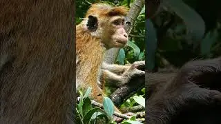 Curious Monkey in the Wild 🐒🌿 | Wildlife Short #shorts #wildlife #monkey