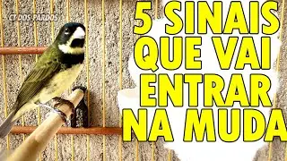 Como saber se o coleiro papa-capim vai entrar na muda