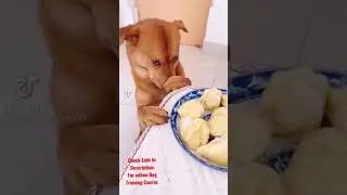 Funny Dog Video#Shorts #dogvideo #Funnydog #fundog