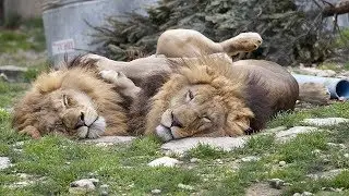 Turmoil at the Austin Zoo
