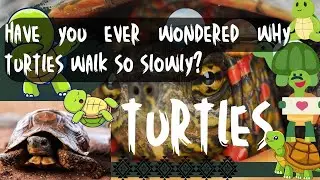 Have you ever wondered why turtles walk so slowly?