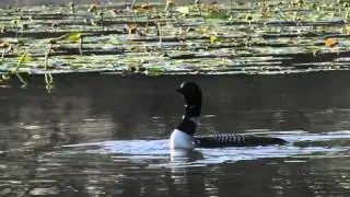 Common Loons and calls