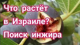 Флора Израиля.il Поиск инжира в Израиле