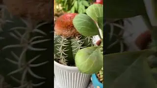 Do you love succulent?#succulent #succulentlove #cactusmania