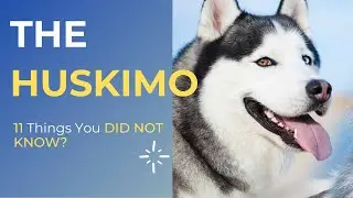 The Huskimo Full Grown Dog:  11 Things You DIDN'T Know