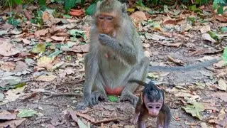 Mom Ellen With Baby Update today So Sweet Monkey Amber Group Wildlife SR