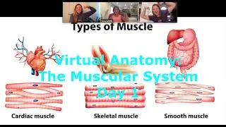 VIRTUAL SCIENCE LESSON!!! Human Anatomy: The Muscular System