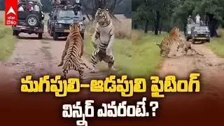 Tigers Fighting Video Exclusive | వైరల్ గా మారిన పులుల ఫైటింగ్ వీడియో | ABP Desam