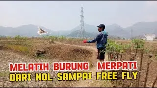 Melatih burung merpati dari nol sampai free fly..!!
