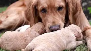 Animal Love | The Pure Love of Animals &ndash; Heartwarming Moments
