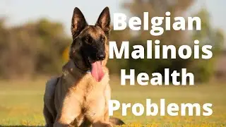 Belgian Malinois Health Problems