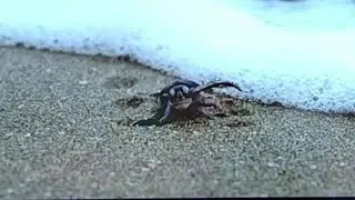 What to do if you find a sea turtle after Dorian?