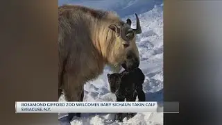 Too cute! The Rosamond Gifford Zoo welcomes a baby Sichaun takin calf