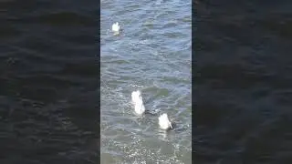 Voyager Park De Pere Wisconsin pelicans