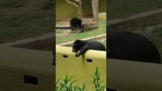 Cute bear 🐻 relaxing 😌 on patna zoo💯 #bihar #patna #bear
